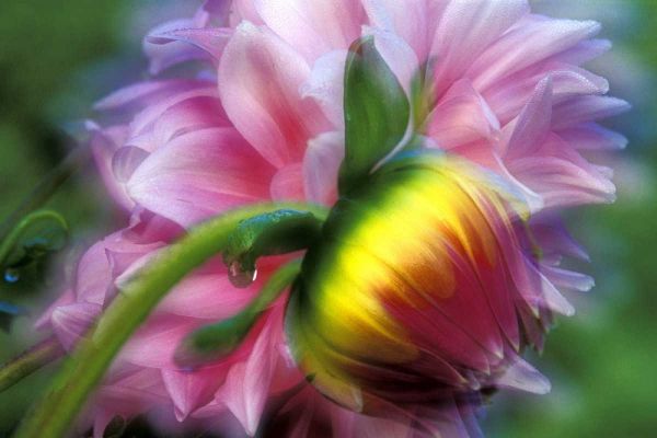 Abstract of dahlia and bud